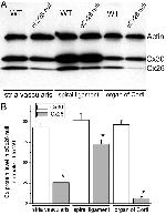 Connexin 26 Antibody in Western Blot (WB)