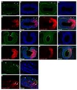 Claudin 1 Antibody in Immunohistochemistry (PFA fixed) (IHC (PFA))