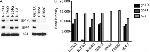 HIV1 gp120 Antibody in Western Blot (WB)