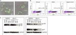 HIV1 gp120 Antibody in Western Blot (WB)