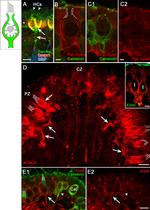 Ezrin Antibody in Immunocytochemistry (ICC/IF)