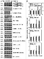 beta Catenin Antibody in Western Blot (WB)