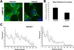 LAMP-2A Antibody in Immunocytochemistry (ICC/IF)