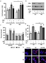 Prolactin Receptor Antibody in Western Blot (WB)