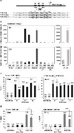 Phospho-RNA pol II CTD (Ser5) Antibody in ChIP Assay (ChIP)