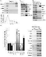 NMDAR1 Antibody in Western Blot (WB)