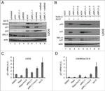 RPL11 Antibody in Western Blot (WB)