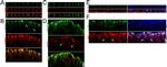 Claudin 3 Antibody in Immunocytochemistry (ICC/IF)