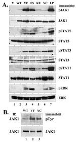 Phospho-JAK1 (Tyr1022, Tyr1023) Antibody in Western Blot (WB)