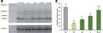 HSP70 Antibody in Western Blot (WB)