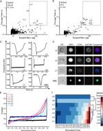 CD45 Antibody in Immunocytochemistry (ICC/IF)