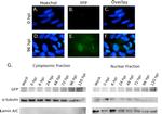 Lamin A/C Antibody in Western Blot (WB)