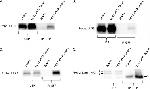 Lamin A/C Antibody in Western Blot (WB)