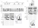 Raptor Antibody in Western Blot, Immunoprecipitation (WB, IP)