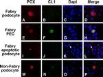 PODXL Antibody in Immunocytochemistry (ICC/IF)