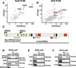 SERCA2 ATPase Antibody in Immunoprecipitation (IP)