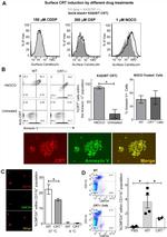 Calreticulin Antibody in Immunocytochemistry, Flow Cytometry (ICC/IF, Flow)