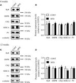 Calsequestrin Antibody in Western Blot (WB)