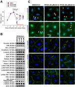 beta Catenin Antibody in Immunocytochemistry (ICC/IF)