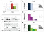 Annexin A1 Antibody in Western Blot (WB)