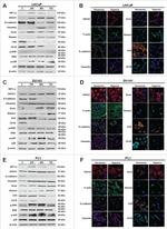 Annexin A1 Antibody in Western Blot, Immunocytochemistry (WB, ICC/IF)