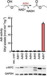 GAPDH Antibody in Western Blot (WB)