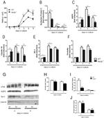 Claudin 18 Antibody in Western Blot (WB)