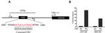 Estrogen Receptor alpha Antibody in ChIP Assay (ChIP)