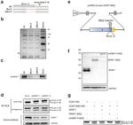 SRSF1 Antibody in Western Blot (WB)