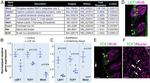 TCF7 Antibody in Immunohistochemistry (IHC)