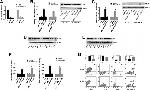 PD-L1 Antibody in Western Blot (WB)