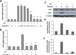 CHOP Antibody in Western Blot (WB)