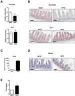 Occludin Antibody in Immunohistochemistry (IHC)