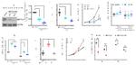 CD11b Antibody in Flow Cytometry (Flow)