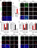 ZO-1 Antibody in Immunohistochemistry (IHC)