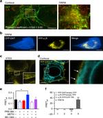 Sigma-1 Receptor Antibody in Immunocytochemistry (ICC/IF)