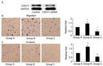 CDH11 Antibody in Western Blot (WB)