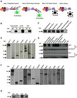 PEBP1 Antibody in Western Blot (WB)