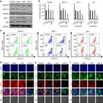 HSF1 Antibody in Western Blot, Immunocytochemistry, Flow Cytometry (WB, ICC/IF, Flow)