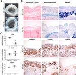 Perlecan Antibody in Immunohistochemistry (IHC)