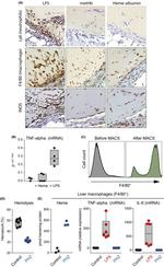 F4/80 Antibody in Immunohistochemistry (IHC)