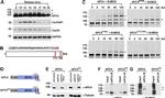 GAPDH Antibody in Western Blot (WB)