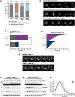 GAPDH Antibody in Western Blot (WB)