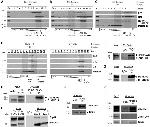 Mitofilin Antibody in Western Blot (WB)