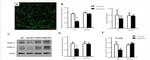 Ephrin B2 Antibody in Western Blot (WB)