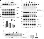 SIDT2 Antibody in Western Blot (WB)