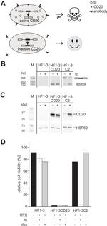 CD20 Antibody in Western Blot (WB)