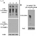 O-linked N-acetylglucosamine (O-GlcNAc) Antibody in Western Blot (WB)