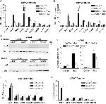 UCP1 Antibody in Western Blot (WB)