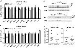 UCP1 Antibody in Western Blot (WB)